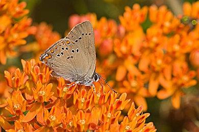 传《霍格沃兹的传承》或参加PlayStation展示会